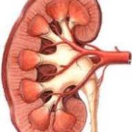 10 mars: Journée Mondiale du Rein